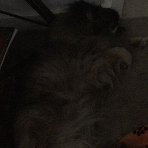 Meet your Posher, Sheila